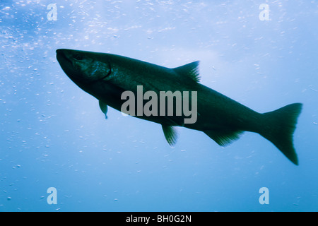 Lachs in der Fischtreppe, Bonneville Dam & Schlösser in den Columbia River Gorge, Großraum Portland, Oregon, USA Stockfoto