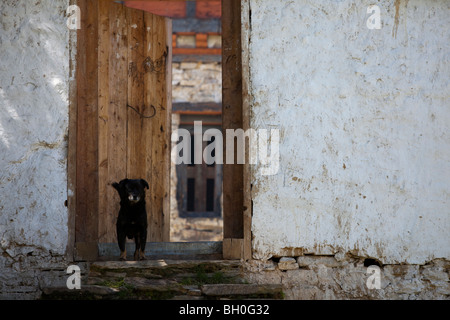 Ein Hund auf den Stufen eines Hauses in Bhutan Stockfoto