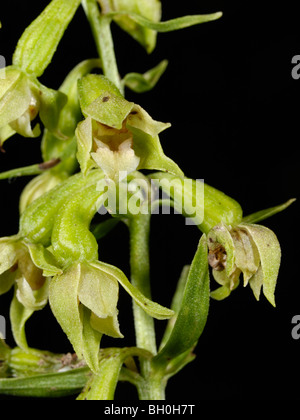 Grün-geblümten Helleborine, Epipactis phyllanthes Stockfoto