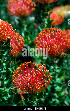 Pincushion Protea Leucospermum Cordifolium Westkap Frühling Wildblumen Südafrika rot Orange Blüte Stockfoto