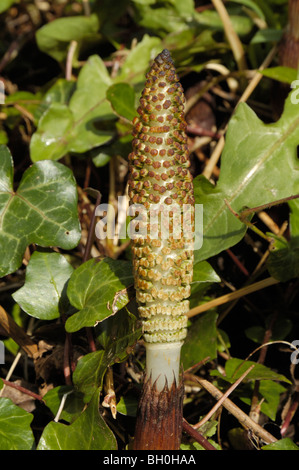 Großen Schachtelhalm, Equisetum telmateia Stockfoto