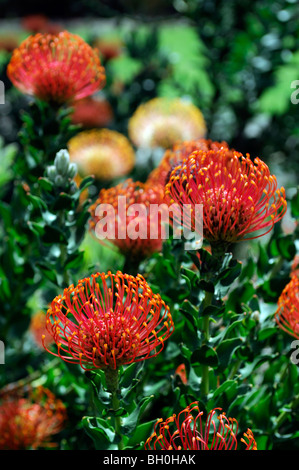 Blühende Pincushion Protea Leucospermum Cordifolium Westkap Frühling Wildblumen Südafrika Stockfoto