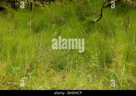 Großen Schachtelhalm, Equisetum telmateia Stockfoto