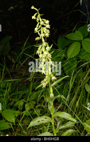 Grün-geblümten Helleborine, Epipactis phyllanthes Stockfoto