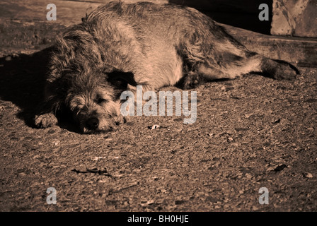 Ein fauler, streunenden zottigen Hund schlafen in den Straßen von Thisio (Thiseio) in Athen (Griechenland) Stockfoto