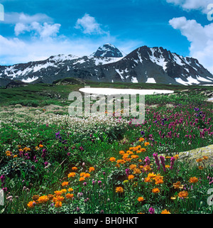 Almwiese im Altai-Gebirge, Sibirien. Russische Föderation Stockfoto