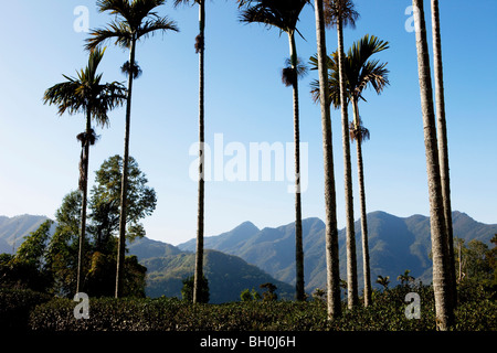 Areca auf einer Teeplantage im Sonnenlicht, Rueili, Alishan, Taiwan, Asien Stockfoto