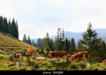 Kühe beim Almabtrieb, Almabtrieb vom Berg Weide, Arzmoos, Sudelfeld, Bayern, Deutschland Stockfoto