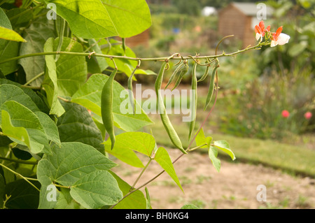 Stangenbohnen (Phaseolus Coccineus, Fabaceae) auf eine Zuteilung Plot zeigt junge Bohnen und die roten Blumen wachsen Stockfoto