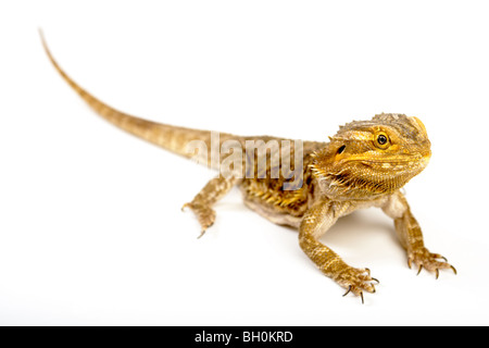 Ein bärtiger Drache auf weißem Hintergrund fotografiert. Stockfoto