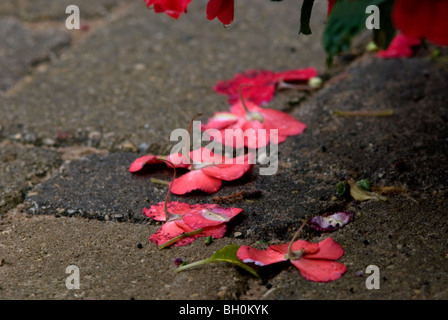 Rosa und lachsfarbener Impatien Blüten (Impatiens Walleriana) ruht auf einem steinernen Steg nach starken Regenfällen. Stockfoto