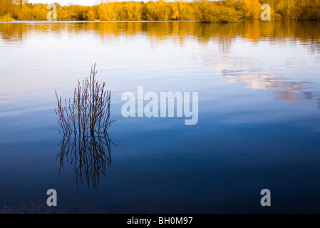 Eine Pflanze wächst in einem See, umgeben von Bäumen. Herbstfärbung. Grenzen der Dorset und Hampshire. VEREINIGTES KÖNIGREICH. Stockfoto