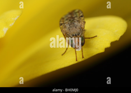 Bild Flügel fliegen Makro Fotografie stehend auf einem gelben Gänseblümchen Blütenblatt. Stockfoto
