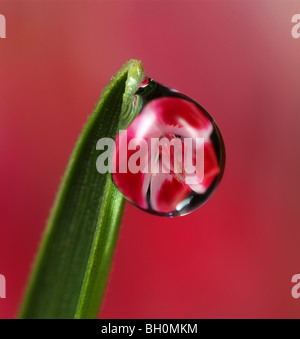 Tau Brechung der Grashalm mit einer Blume in der Tropfen und mit einem rosa Hintergrund. Makro-Fotografie. Stockfoto