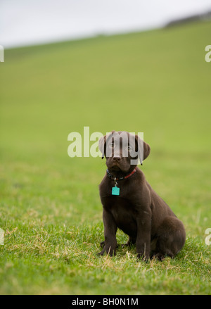 Chocolate Labrador Hund einzelner junger Mann in einem Feld Portasham Stockfoto