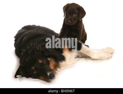 Labrador Welpen und Border Collie zwei Rüden Studio Stockfoto