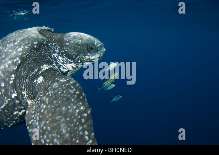 Leatherback Turtle, Dermochelys Coriacea, Schwimmen mit goldenen Trevally, Molukken, Indonesien. Stockfoto