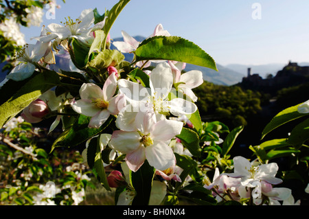 Apfelblüte im Frühling, Schloss Sigmundskron, Obst Landwirtschaft, Südtirol, Italien Stockfoto