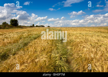 Bereich der Weizen Juli, Lincolnshire, England, GB Stockfoto