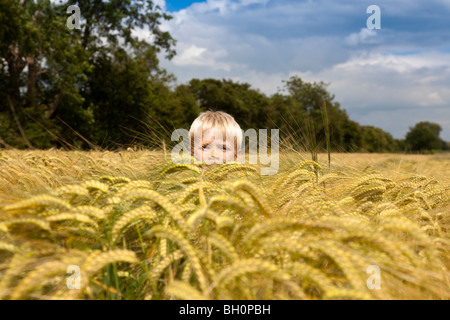 Nahaufnahme von Boy im Weizenfeld in Lincolnshire, England, GB Stockfoto