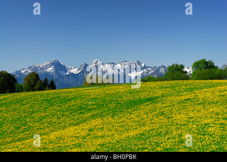 Blick über Wiese mit Löwenzahn zu Tannheim, Allgäuer Alpen, Allgäu, Schwaben, Bayern, Deutschland Stockfoto