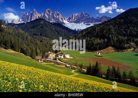 Feld voller Löwenzahn, Blick auf Le Geisler, Val di Funes, Dolomiten, Südtirol, Italien Stockfoto