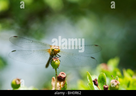 Gemeinsamen Darter (Sympetrum Striolatum) Libelle, Kent, England. Stockfoto