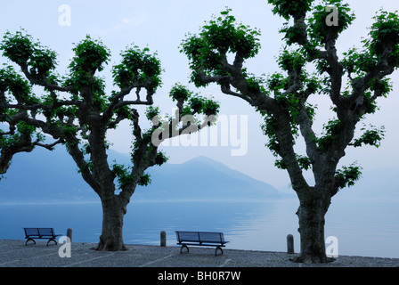 Bänken unter großen Platanen mit Blick Richtung See Lago Maggiore, Ascona, Lago Maggiore, Lago Maggiore, Tessin, Schweiz Stockfoto