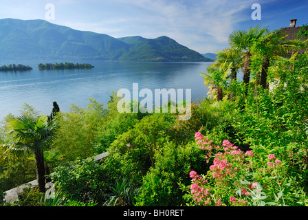 Terrassenförmig angelegten Garten mit Palmen über dem Lago Maggiore mit Insel Isole di Brissago, Ronco Sopra Ascona, Brissago, Lago Maggiore, Stockfoto