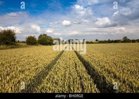 Reihen von Gerste wächst in Lincolnshire, England, UK, GB Stockfoto