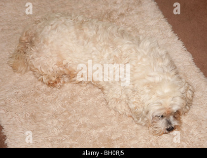 Lhasa Apso Hund liegend auf einem ähnlich gefärbten Teppich Stockfoto