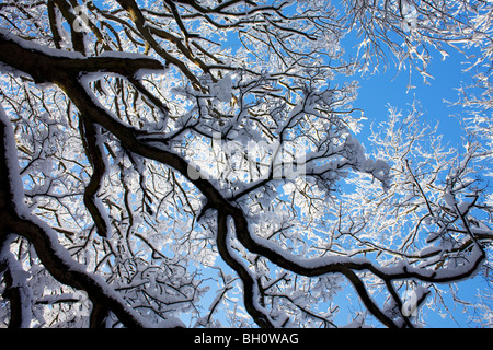 Ein Schnee bedeckten Baum in der Nähe von Snowshill in den Cotswolds, UK Stockfoto