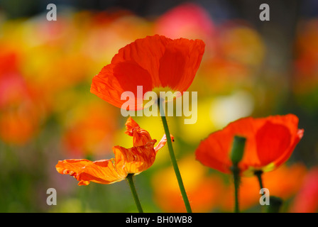 Blühender Mohn, Meran, Trentino-Südtirol, Suedtirol, Italien Stockfoto