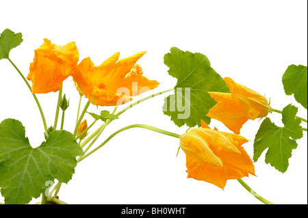 Squash-Blumen und Blätter, die isoliert auf weiss Stockfoto