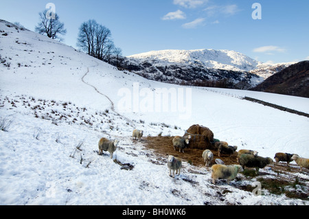 Schafherde rund um Heuballen im Lake District-Winter Stockfoto