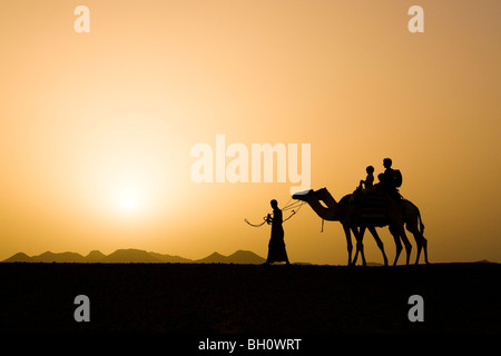 Ein Mann, ein Beduine führt zwei Kamele mit Touristen, eine Mutter und zwei Kinder bei Sonnenuntergang, Marsa Alam Wüste, Rotes Meer, Ägypten Stockfoto