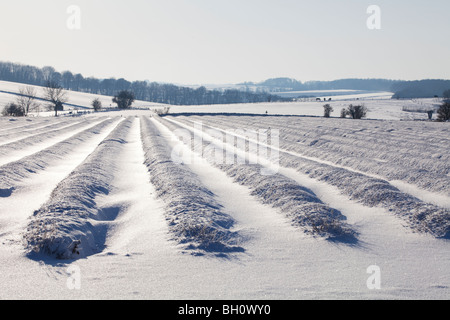 Ein Lavendelfeld schneebedeckt in Snowshill, Gloucestershire Stockfoto