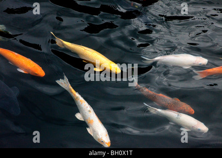 Koi-Karpfen im Teich vor Longshan Tempel, Taipeh, Taiwan, Asien Stockfoto