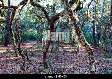 Live Eichen, Quercus Germinata, Starkey Wilderness Park, New Port Richey, Florida Stockfoto