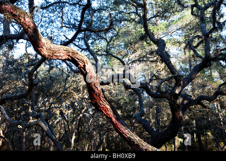 Live Oak Trees, Quercus, Germinata, Starkey Wilderness Park, New Port Richey, Florida Stockfoto