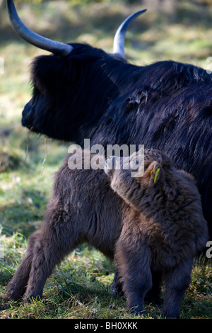 Aberdeen Angus Kalb und Mutter, Derbyshire, England Stockfoto