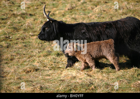 Aberdeen Angus Kalb und Mutter, Derbyshire, England Stockfoto