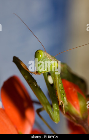 Mantis Religiosa Reinigung seinen Krallen mit ihrer Mundwerkzeuge Stockfoto