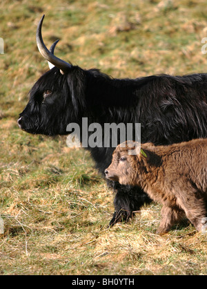 Aberdeen Angus Kalb und Mutter, Derbyshire, England Stockfoto