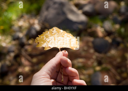 Tautropfen des Wassers auf eine gelbe Pappel Blatt Stockfoto