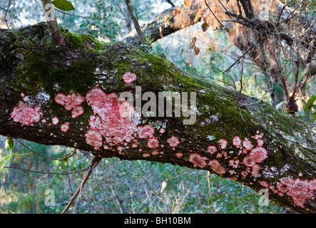 Flechten auf Live Oak Tree, Starkey Wilderness Park, neue Port Richey, Florida Stockfoto