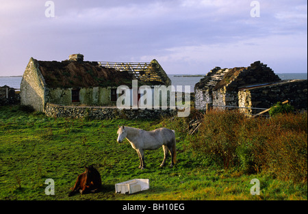 Europa, Großbritannien, Irland, Co. Galway, Connemara, Hütten mit Pferden in der Bucht von Ballyconneely Stockfoto