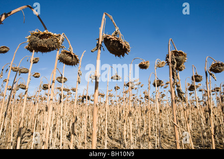 Bereich der Toten Sonnenblumen gegen blauen Himmel Stockfoto