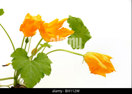 Squash-Blumen und Blätter, die isoliert auf weiss Stockfoto