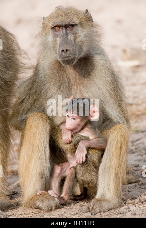 Pavian-Mutter mit ihrem Kind. Das Foto wurde in Botswanas Chobe National Park. Stockfoto